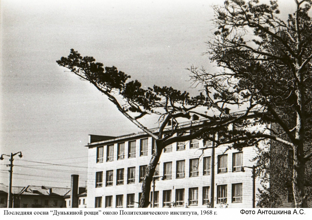 Последняя сосна Дунькиной рощи, 1968 год